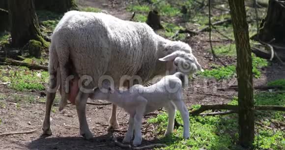 生活在肮脏的自然生物环境中的母羊直接吃牛奶的小羊视频的预览图