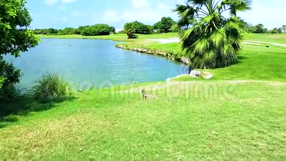 美丽的风景与绿色棕榈树和蜥蜴树附近的湖泊蓝天背景阿鲁巴视频的预览图