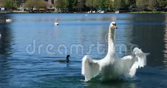 白天鹅在湖上拍打翅膀视频的预览图