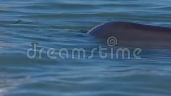 一只海豚的头紧紧视频的预览图