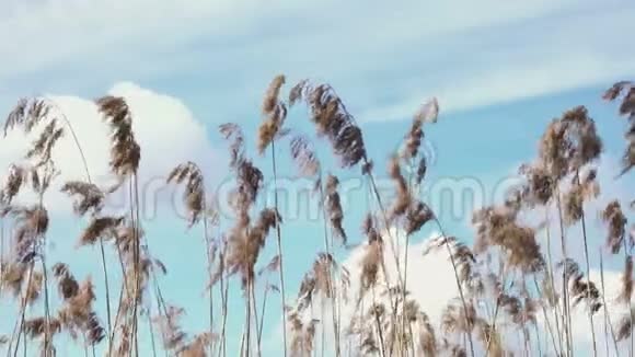 在蓝天的风中荡起芦苇草视频的预览图