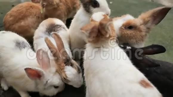 兔子吃食物动物园动物喂食慢动作视频的预览图