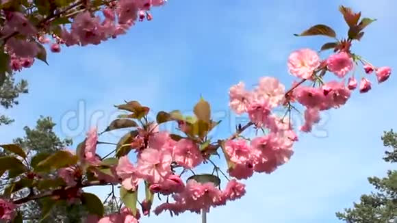 春天背景的枝头开着粉红色的樱花一棵开花的树的枝干和随风摇曳视频的预览图