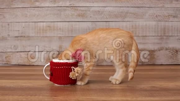 小猫吃的是从杯子里偷来的食物视频的预览图