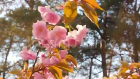 春天背景的枝头开着粉红色的樱花一棵开花的树的枝干和随风摇曳视频的预览图