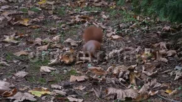 漂亮的特写镜头在森林里红松鼠在秋天吃坚果视频的预览图