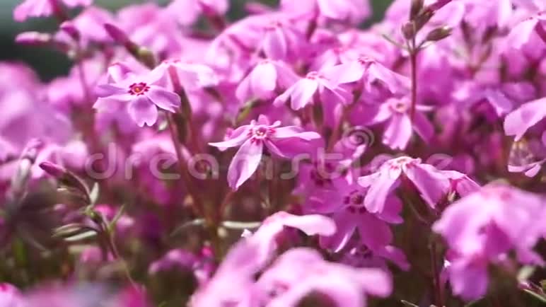 盛开的石巴扎村粉苔花苑视频的预览图