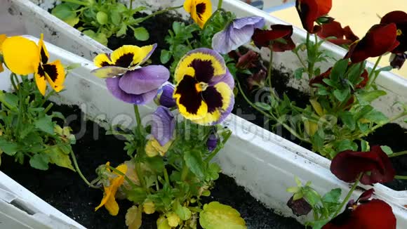 园丁用手浇水可以用盆子或三色紫罗兰在花盆里浇水泥土或泥土视频的预览图