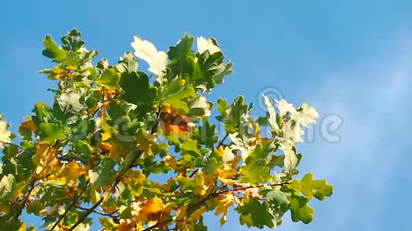 蓝蓝的天空背景上有绿色和黄色叶子的树视频的预览图