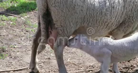 直接吃母羊奶的小羊生活在自然生物条件下的绵羊视频的预览图
