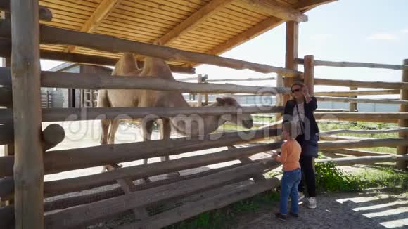 这个男孩在动物园给骆驼送食物视频的预览图