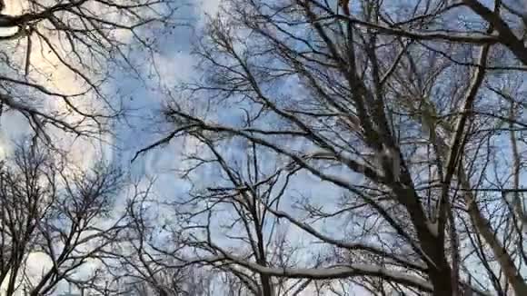 冬季森林蓝天树木日背景低视频的预览图