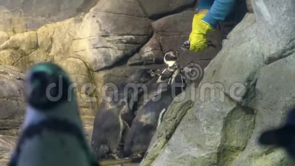 向一群企鹅分发食物视频的预览图