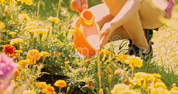 少妇夏在园关心花草农场上的女孩从事种植妇女植物视频的预览图