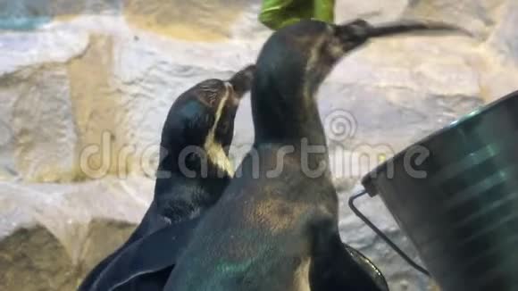 向一群企鹅分发食物视频的预览图