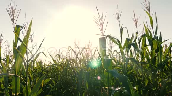 玉米茎在风中摇摆在明亮的阳光下绽放着绿色的玉米田农业概念视频的预览图