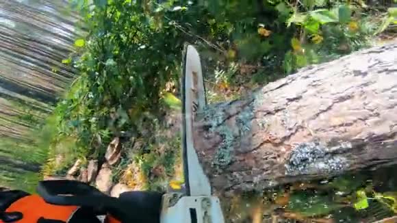 电锯正在砍伐森林中的树干视频的预览图