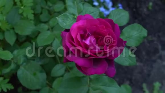 红色英语玫瑰在传统花园视频的预览图