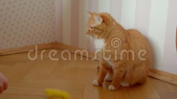 女人在家里用木棍逗她可爱的姜猫视频的预览图