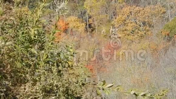 风景缆车秋季观叶冬季滑雪胜地平顶山视频的预览图