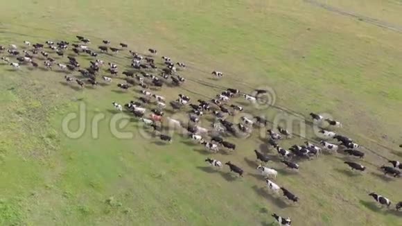 成群的牛和公牛跑过田野视频的预览图