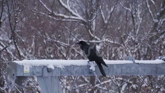 冬季乌鸦栖息在竿上视频的预览图