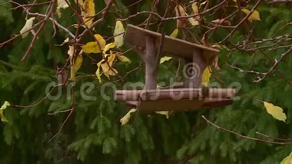 秋天的鸟舍挂在树上视频的预览图