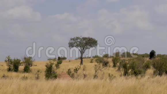 从干旱和灌木丛中看到黄色草地的非洲草原视频的预览图