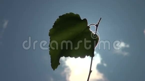 风中的桦树叶视频的预览图