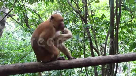 丛林里的棕色猴子视频的预览图