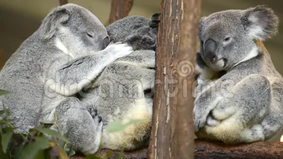 三只澳大利亚考拉白天休息视频的预览图