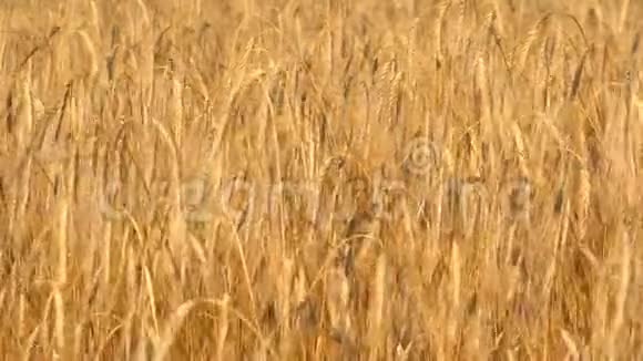一大片成熟的小麦视频的预览图