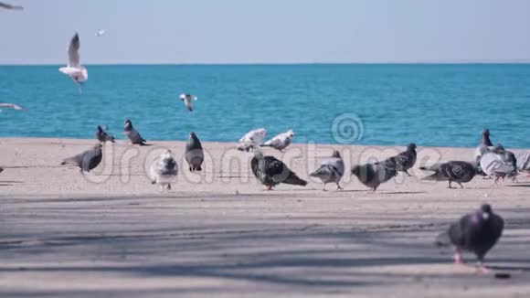海面上的鸽子以5倍的速度缓慢运动视频的预览图