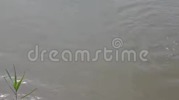 垂钓鲤鱼淡水湖视频的预览图