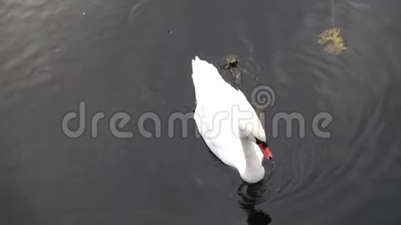 湖生活一只天鹅安全地游泳视频的预览图