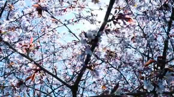 春笋开花背景美丽的自然景观有盛开的树和太阳耀斑慢动作视频的预览图