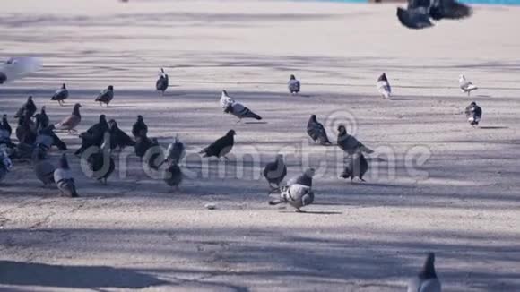 很多鸽子在海边慢动作着视频的预览图