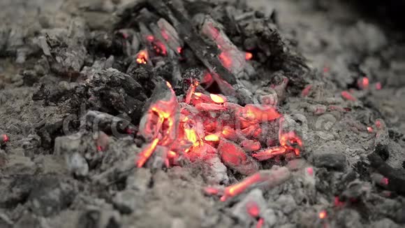 森林里的篝火灰烬近在咫尺视频的预览图