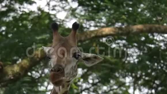 长颈鹿在动物园里吃东西和咀嚼食物时头部特写镜头视频的预览图