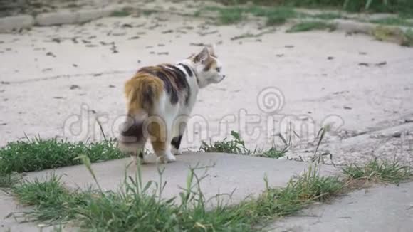 可爱的猫在绿色的大庭院里散步视频的预览图