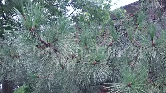 大雨中的树木视频的预览图