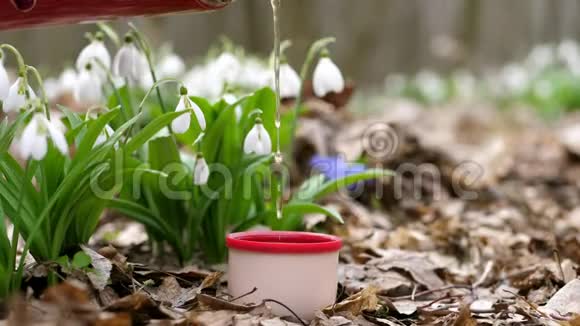 在春天森林里盛开的雪花中一个热水瓶里的茶被倒进一个保温杯里喝热饮料的时候视频的预览图