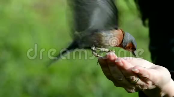 野鸟用手吃种子视频的预览图