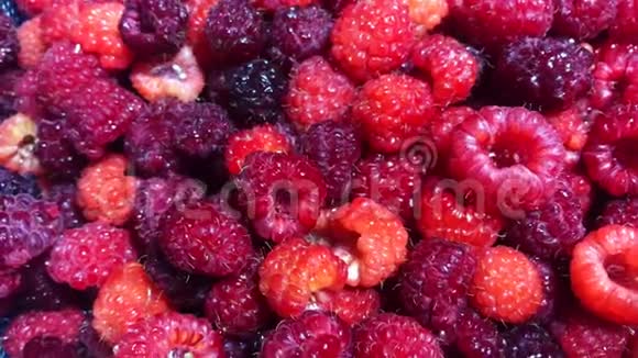 旋转新鲜红莓背景成熟新鲜多汁的有机覆盆子特写视频的预览图