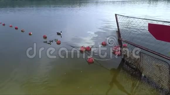 小鸭子和小鸭子漂浮在河上视频的预览图