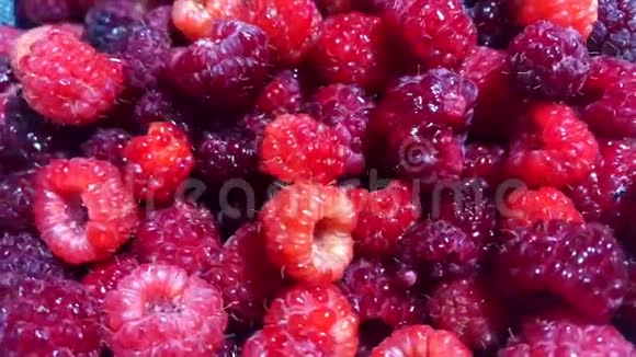 旋转新鲜红莓背景成熟新鲜多汁的有机覆盆子特写视频的预览图