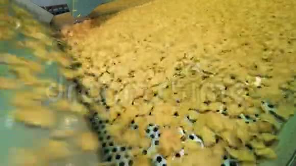 工厂机器正在搬迁炸土豆片薯片生产线视频的预览图