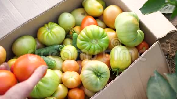 一个女农民在温室里收割农夫放了一盒蔬菜番茄有机收获农业食品视频的预览图
