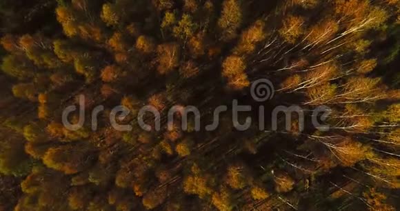秋天的橙色森林视频的预览图
