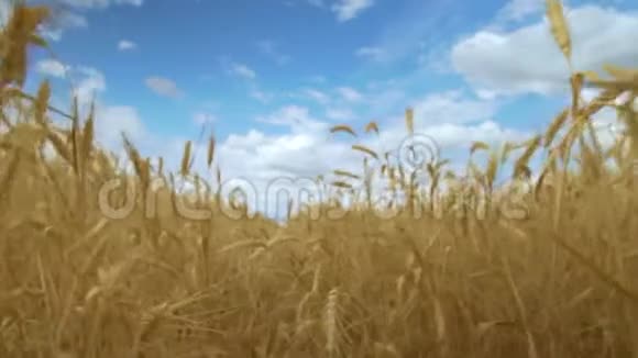 麦田金黄的麦田摇曳着自然景观收获概念视频的预览图